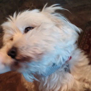 Meet your Posher, Brooke